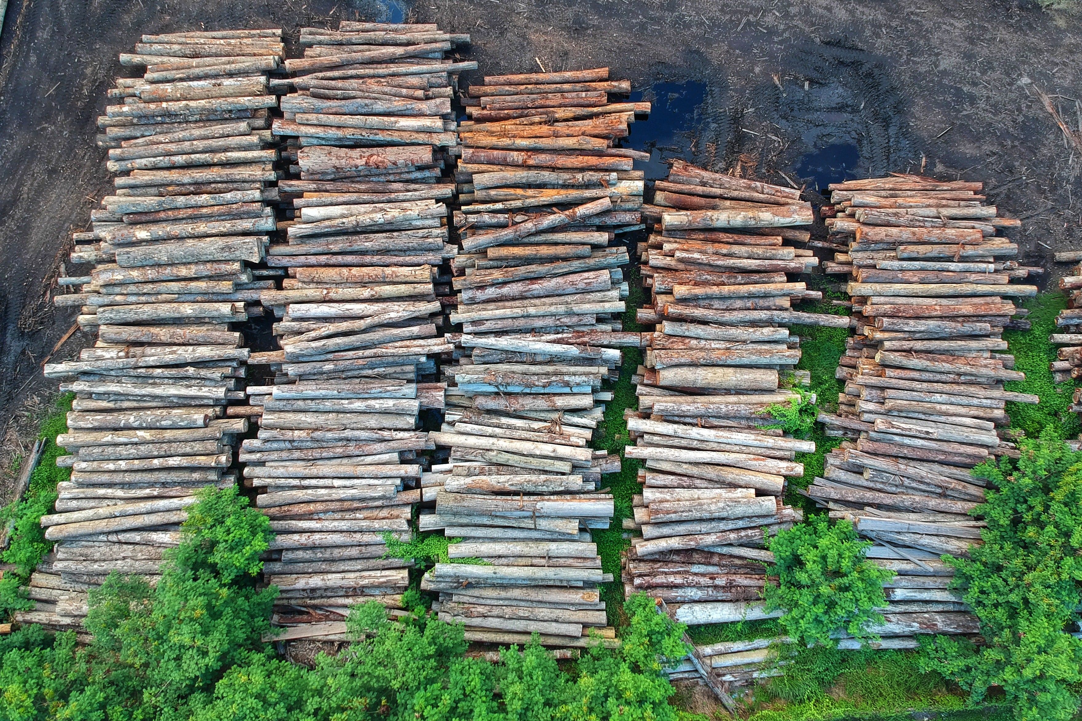 Logging and Deforestation