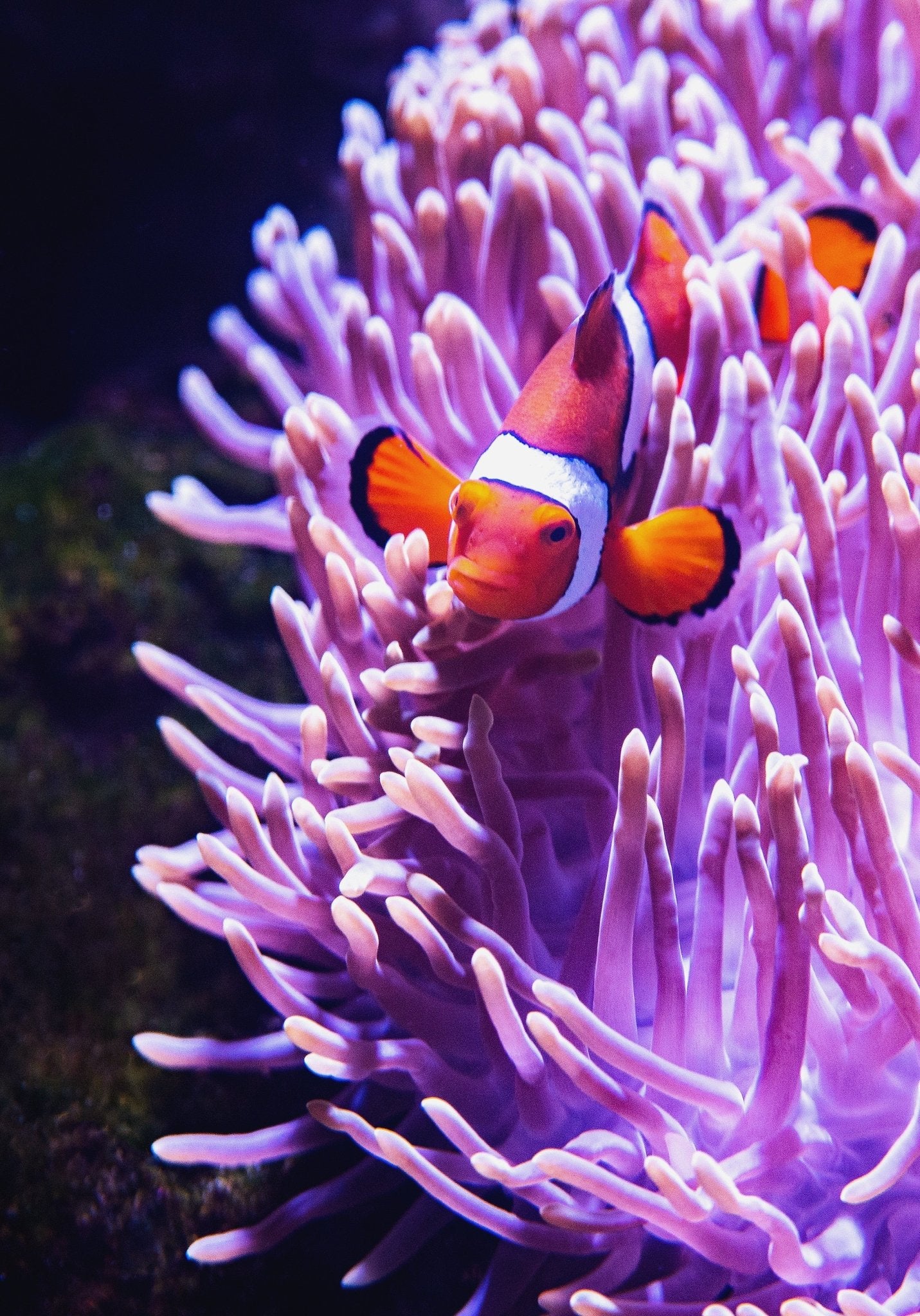 Keeping Our Oceans Healthy - Happy Earth®