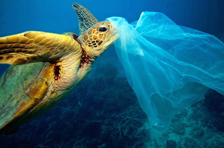 Plastic Pollution - Happy Earth®