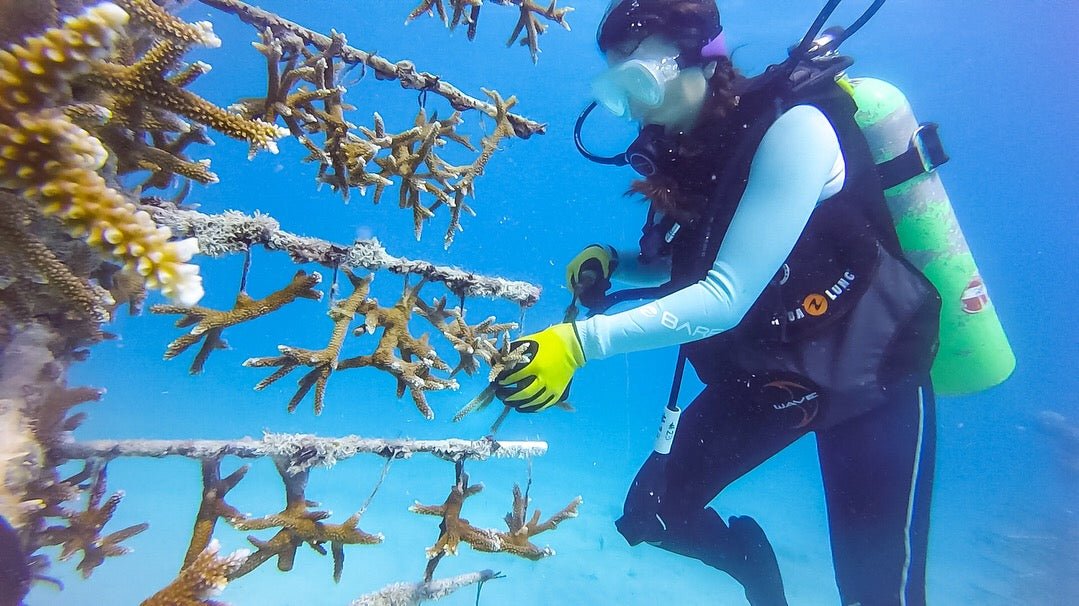 Replanting Coral Reefs - Happy Earth®