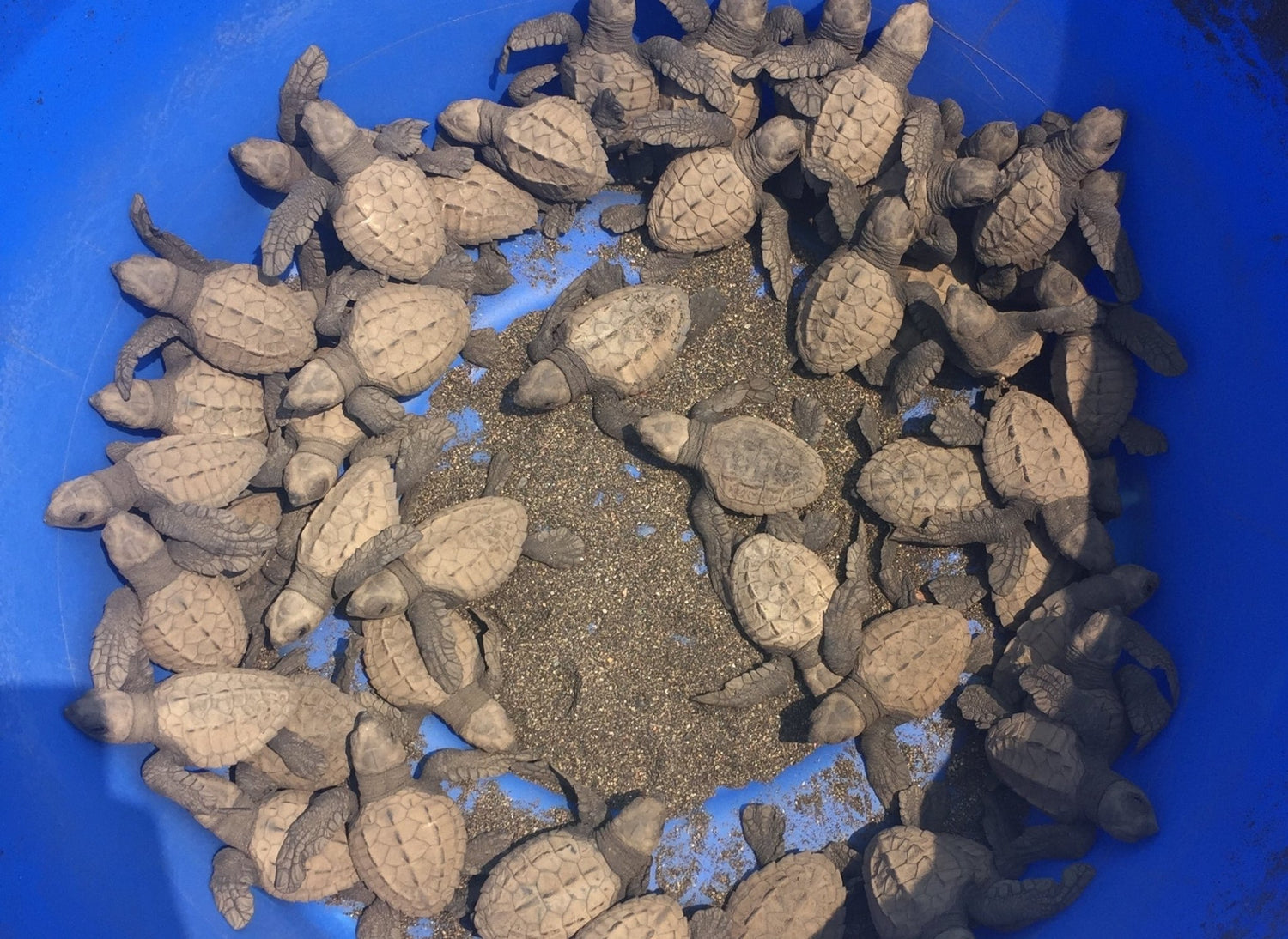 Sea Turtles - Happy Earth®