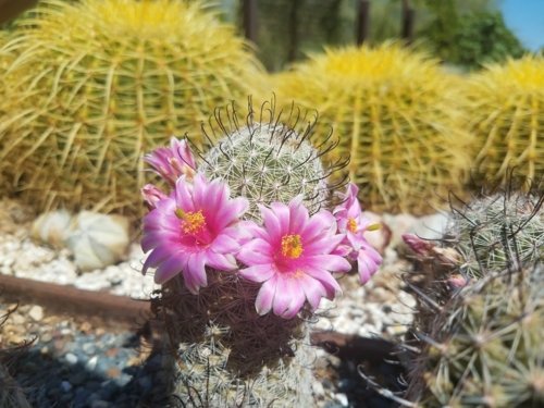The Desert Isn't Dead - Happy Earth®