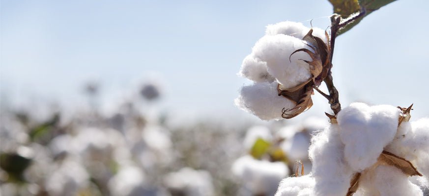 Why Organic Cotton? - Happy Earth®